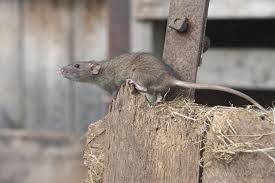 ratten3